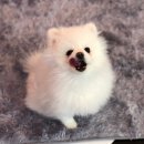 올리브펫살롱 이미지