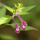 길손과 풀꽃 이미지