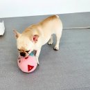 마이펫플레이텔 네이버블로그