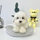 마이펫 강아지분양 고양이분양 대구점 이미지