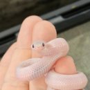 렙타일스테이션