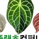 플랜츠컴퍼니