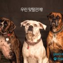 도그몽 이미지