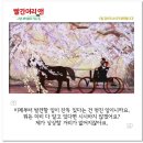 빨간머리앤 Daum카페