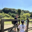 이천 에이스 은하 농장 | 이천 아이랑 가볼만한 당나귀 체험 농장 동키스타즈