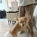 중리천로 | 3월 일상-2 내가 임신이라니👼🏻, 강아지 산책 알바하기