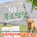 꽃잔디미용실 | 청주애견카페 푸르댕댕 대형잔디운동장 수영장 주말 찐후기