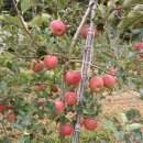 원식농장 이미지