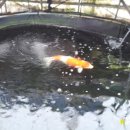 안성비단잉어 이미지