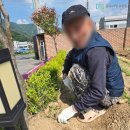 푸른다산주