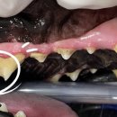 강남예치과동물병원 이미지