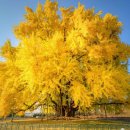 '어느새 가을'...일생에 한 번은 들려야 할 '은행나무 명소' 2곳 이미지