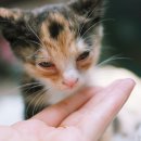 달콩이 이미지
