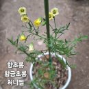 허니롱 이미지