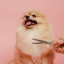 미용사자격증 이미지