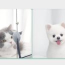 푸미미용실 네이버블로그