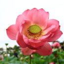 까르마(나) Daum카페