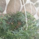 블루스카이 Daum카페