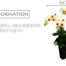 남양꽃집힐링플라워