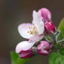 사과꽃 피는 저녁 이미지