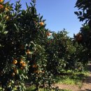 다락 가든 이미지