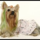 강아지영토 이미지