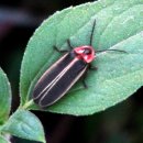 반딧불이 이미지