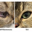 도곡치유동물병원 이미지