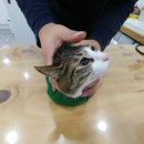 CH동물병원 이미지