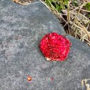 팔송정식당 이미지