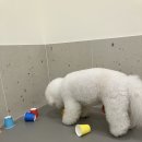 강아지유치원왕왕 이미지