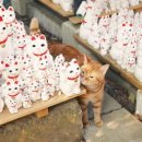 행운냥이 네이버블로그