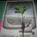 왕도토리 이미지