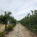 고경면-도암리-2 | 영천 아이랑 가볼 만한 곳 | 농촌체험과 물놀이를 한번에 ! 아이니농원 캠크닉 후기⛺