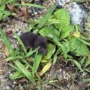 개그스토리마트(의정부중앙점) | 국립수목원 방문 후기, 예약 및 주차 정보, 곤충관찰하기 좋은 곳