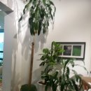 가나화원 이미지