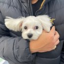 러비도기 네이버블로그
