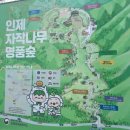 강원도 인제 여행 겨울여행지 추천 원대리 자작나무숲 운영 시간, 기본 정보, 주차, 산행 후기