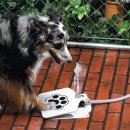 DOGGIE 티스토리