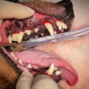 송도 클로버동물병원 이미지