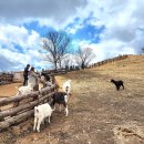 순진목장 이미지