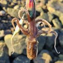 라라코리아인터내셔날(주) | 제철 맞이 서해 봄 쭈꾸미 낚시 시즌 준비