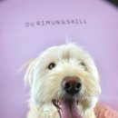 두리멍쉴 애견유치원 이미지