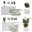 화초 Daum카페