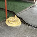 강씨농장 | 보홀트래블 데이투어(육상+반딧불) 후기 1(나비농장,안경원숭이, 초콜릿 힐, 로복강 점심), 할인 정보