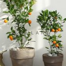 유주농장 이미지