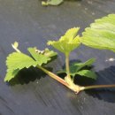 반디별펜션 이미지