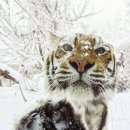 카리스마 이미지