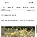 홀스앤브러쉬 네이버블로그