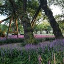 성주 경산리 성밖숲 이미지